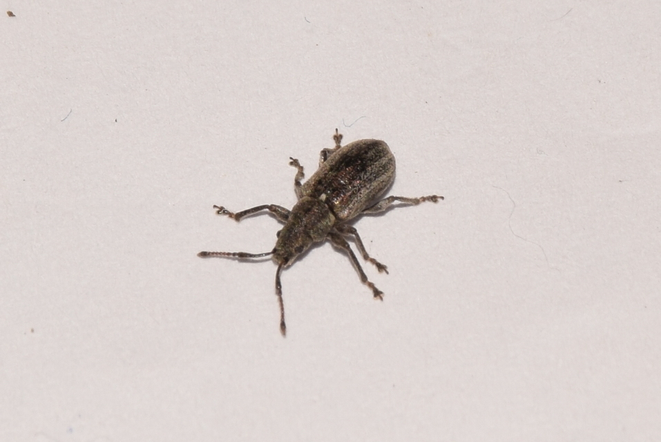 Phyllobius pyri - gyümölcsfa-levélormányos