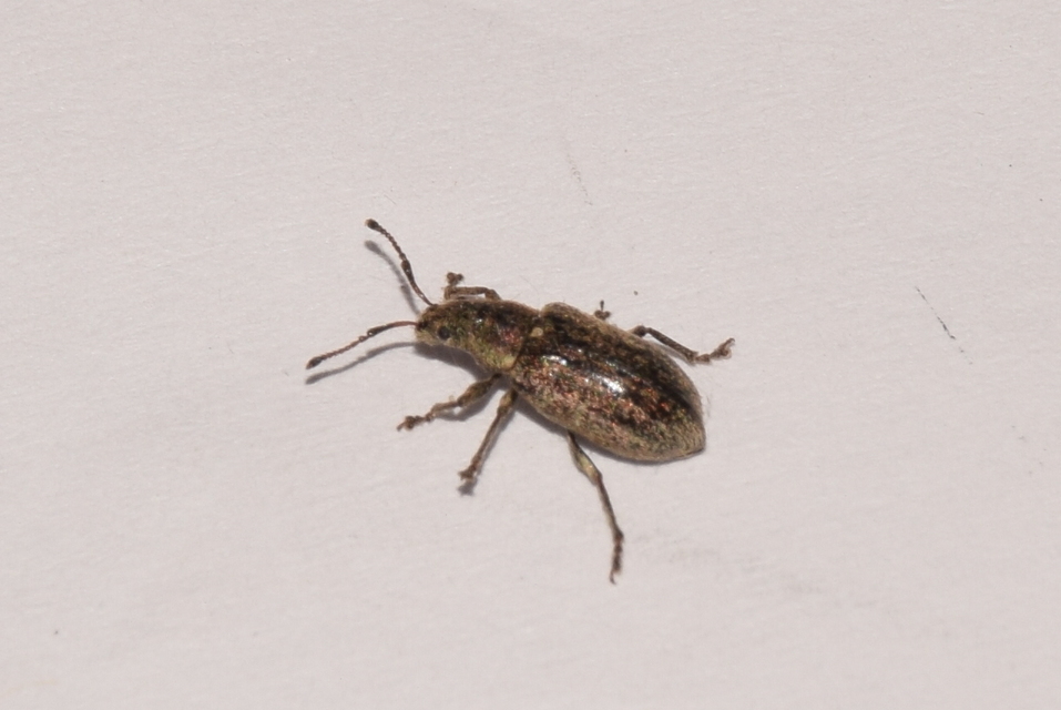Phyllobius pyri - gyümölcsfa-levélormányos