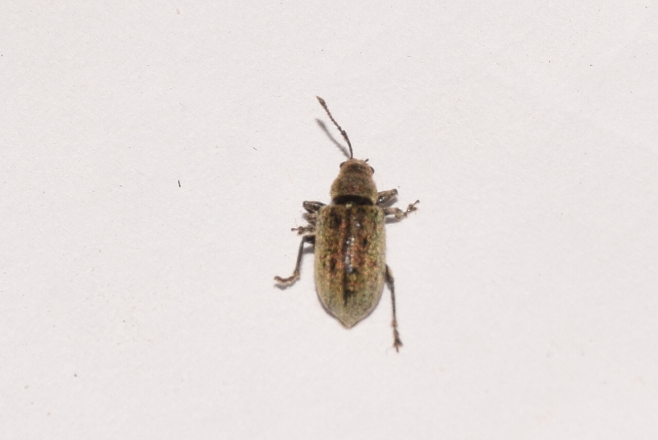 Phyllobius pyri - gyümölcsfa-levélormányos