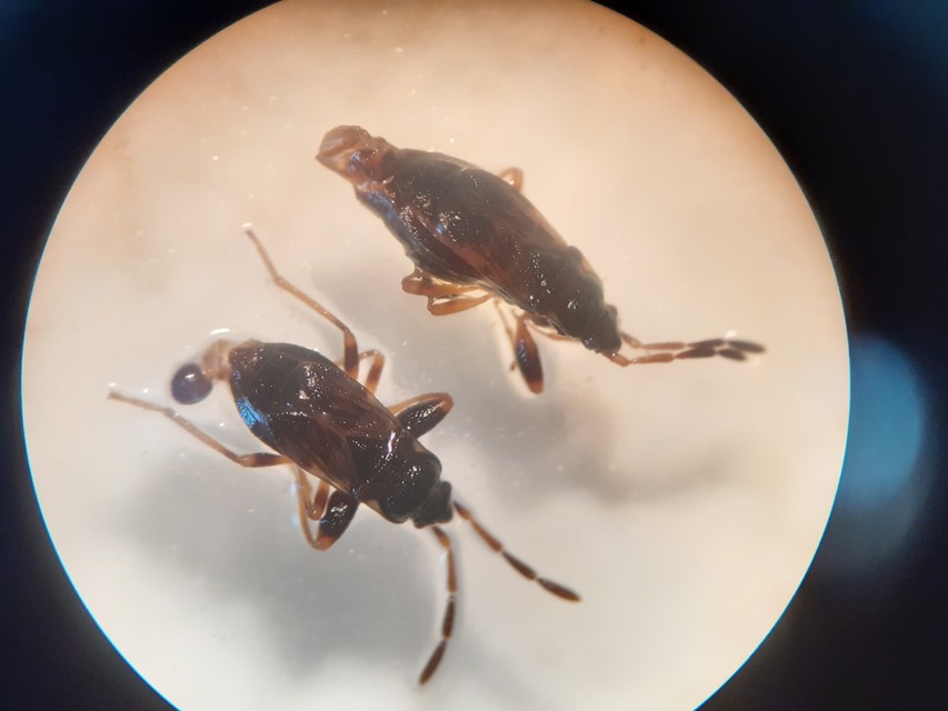 Scolopostethus thomsoni - közönséges csalánbodobács Scolopostethus thomsoni - közönséges csalánbodobács