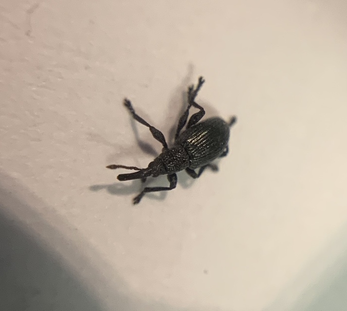 Ceratapion onopordi - szamárbogáncs-cickányormányos Ceratapion onopordi - szamárbogáncs-cickányormányos