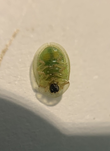 Cassida margaritacea - szalmasárga pajzsbogár Cassida margaritacea - szalmasárga pajzsbogár