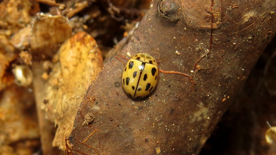 Propylea quatuordecimpunctata - tizennégypettyes füsskata