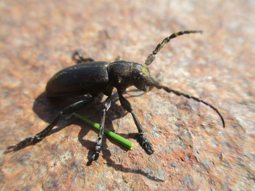 Dorcadion aethiops - fekete gyalogcincér