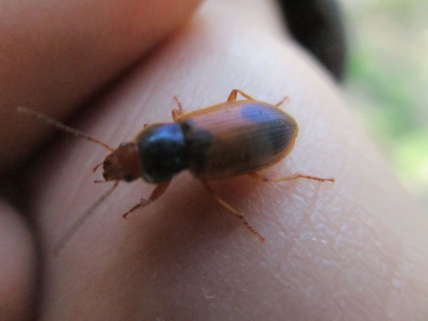 Diachromus germanus - német tarkafutó