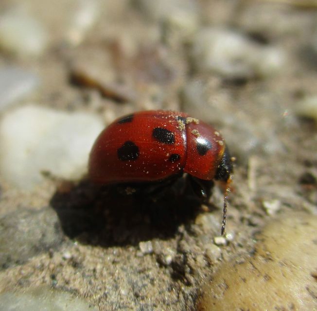 Gonioctena fornicata - közönséges lucernabogár