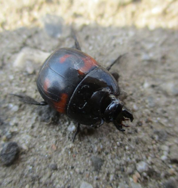 Hister quadrimaculatus - közönséges sutabogár