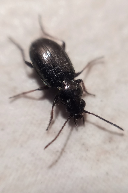 Bembidion properans - parlagi gyorsfutó