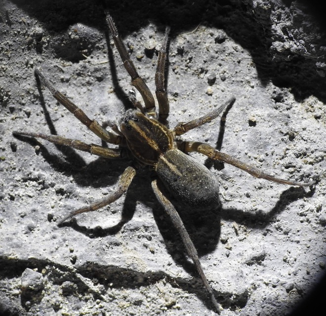 Trochosa