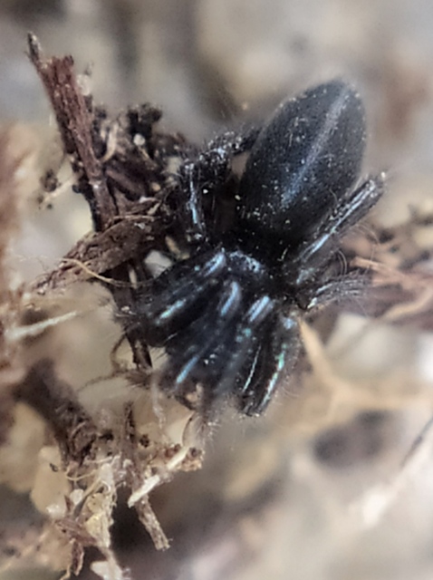 Zelotes subterraneus - földi gyászpók