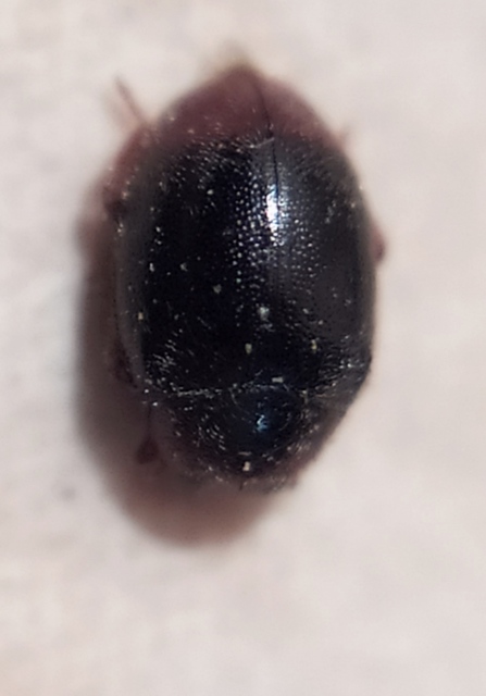 Scymnus haemorrhoidalis - sárgavégû bödice