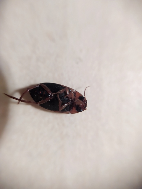 Liopterus haemorrhoidalis - rozsdás csíkbogár