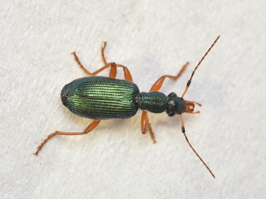 Drypta dentata - atlaszfutó