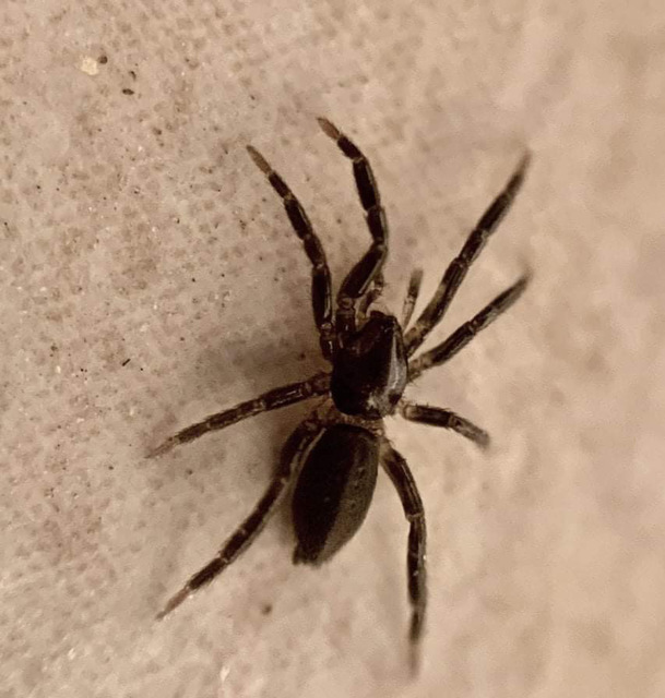 Zelotes subterraneus - földi gyászpók