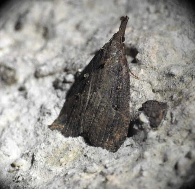 Hypena rostralis - közönséges karcsúbagoly