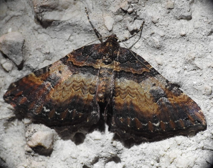 Earophila badiata - csipkerózsa-araszoló