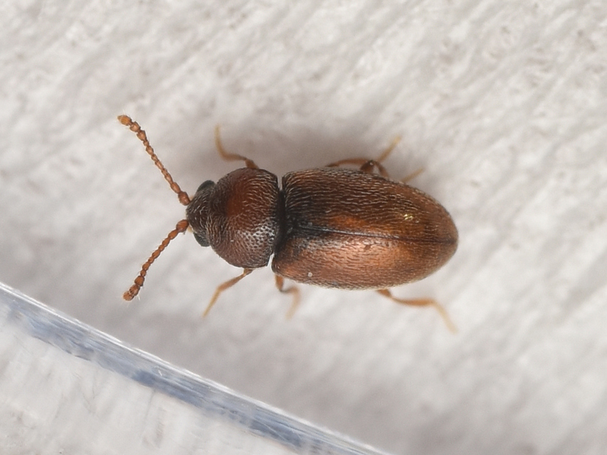 Cryptophagidae - penészbogárfélék
