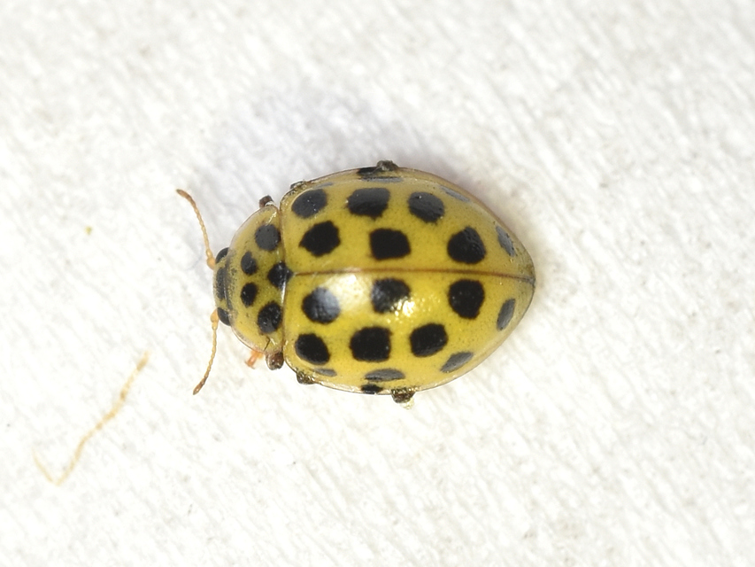 Psyllobora vigintiduopunctata - huszonkétpettyes katica