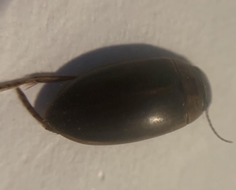 Liopterus haemorrhoidalis - rozsdás csíkbogár