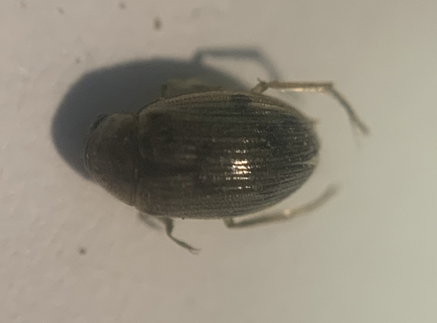 Berosus frontifoveatus - tüskés szemescsibor Berosus frontifoveatus - tüskés szemescsibor