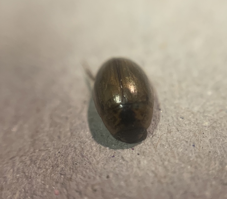Enochrus quadripunctatus - négypettyes fakócsibor
