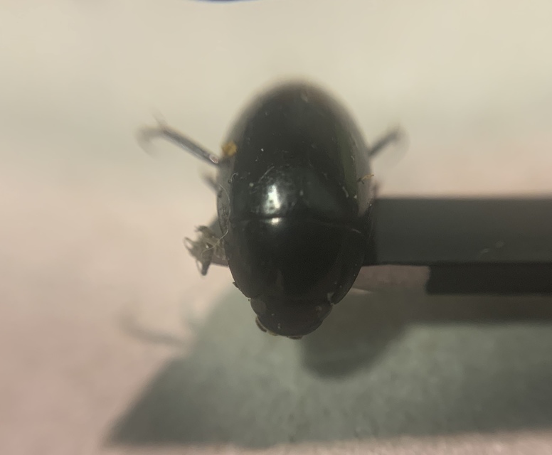 Limnoxenus niger - fekete csibor