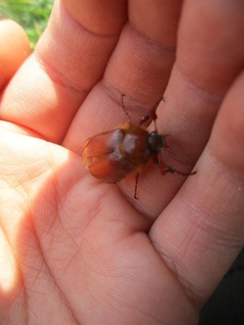 Holochelus aequinoctialis - tavaszeleji cserebogár