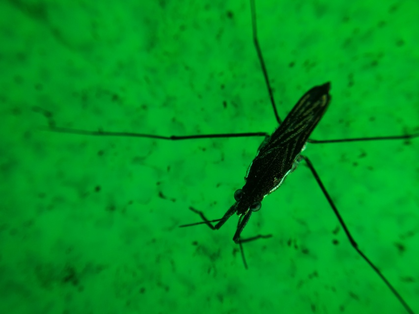 Gerridae - molnárpoloskák