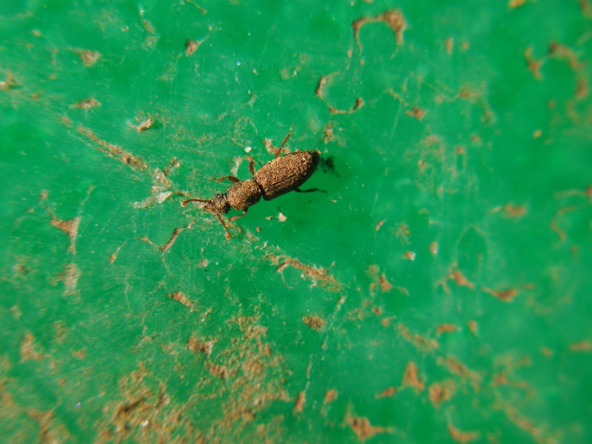 Monotomidae - törekbogárfélék