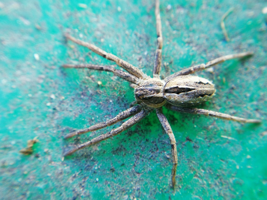 Thanatus