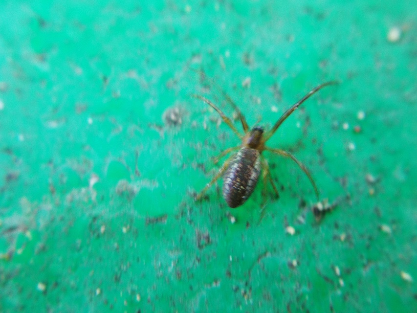 Tetragnatha