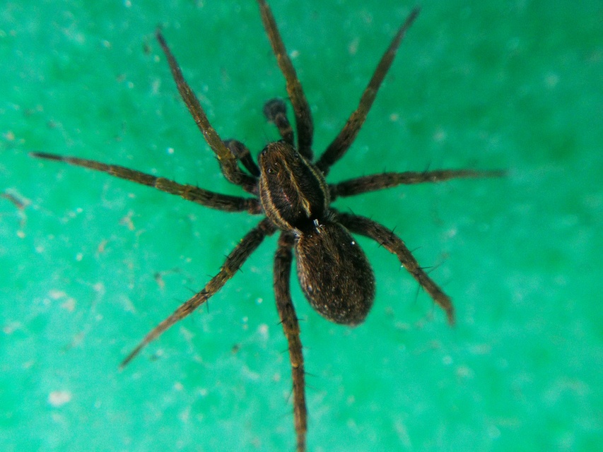 Pardosa agrestis - pusztai farkaspók