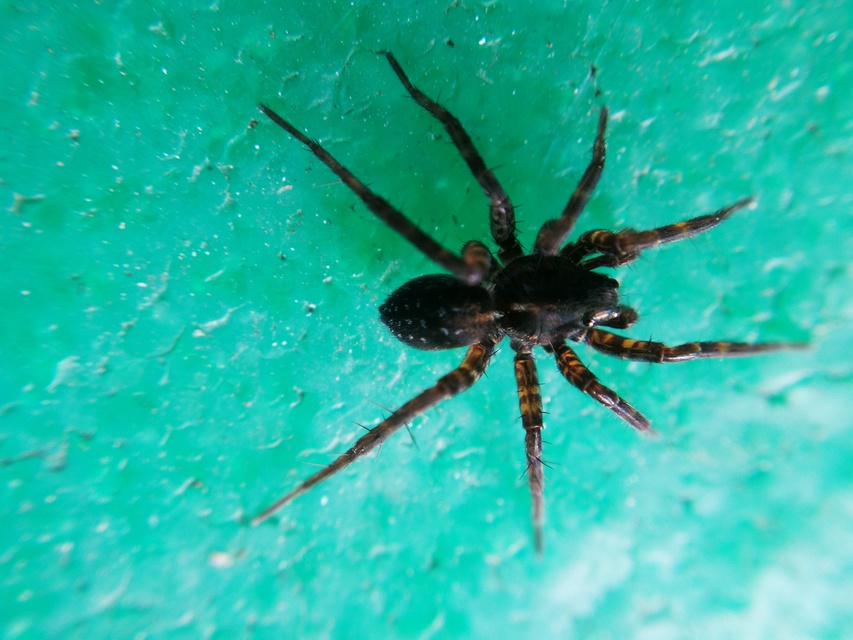 Arctosa