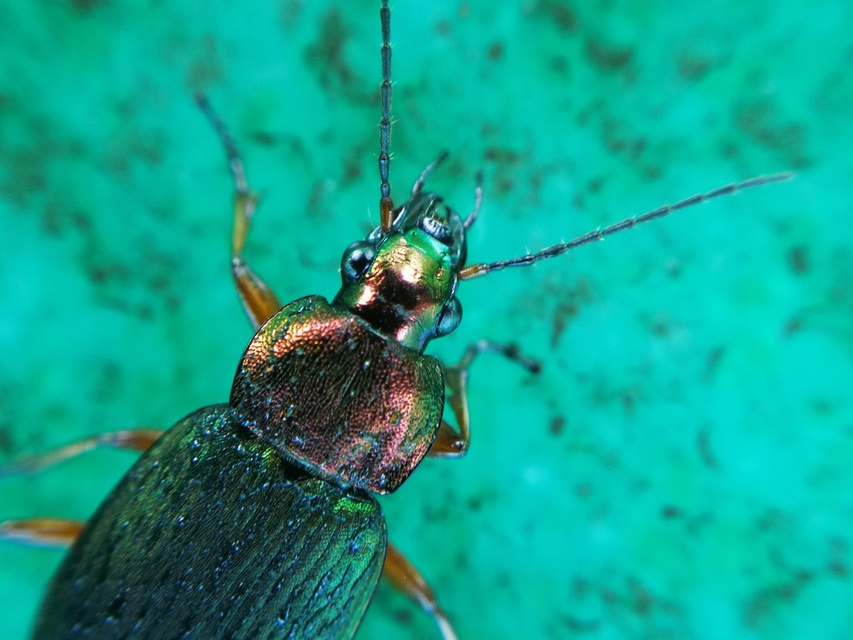Chlaenius nigricornis - sötétcsápú bűzfutó