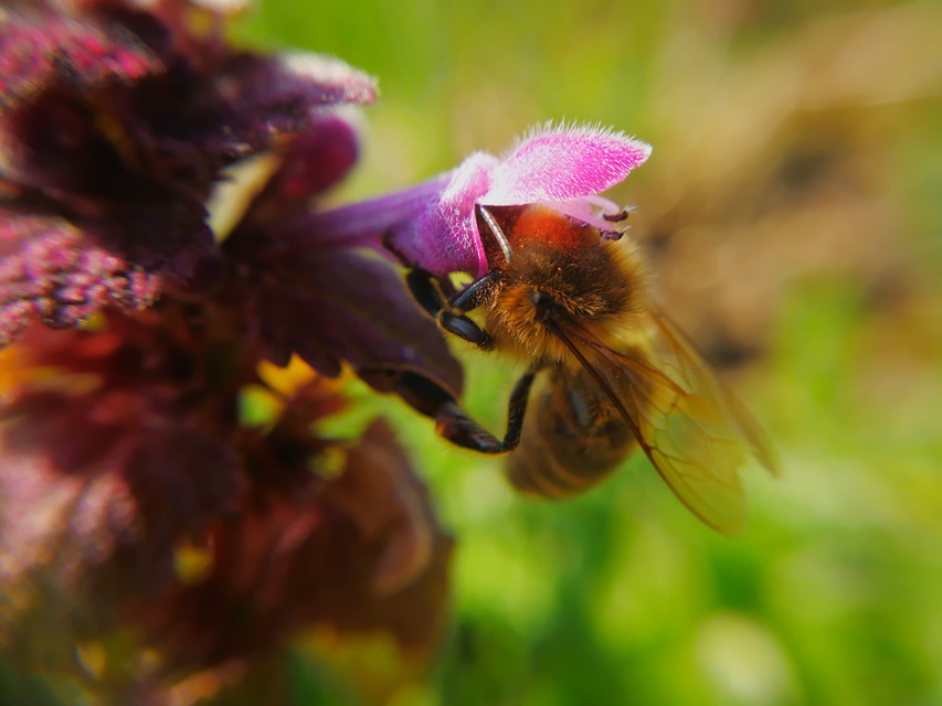 Apis mellifera - háziméh