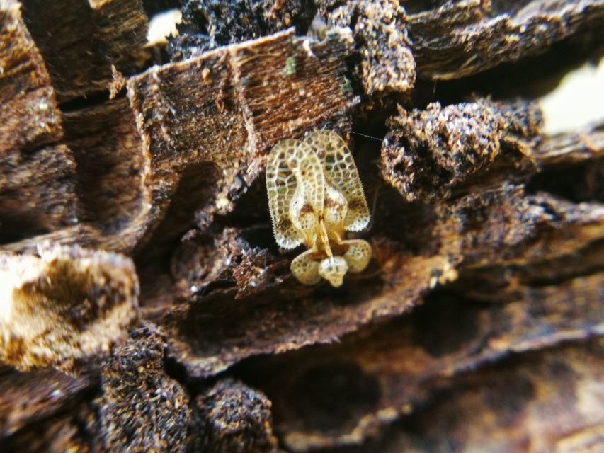 Corythucha arcuata - tölgy-csipkéspoloska