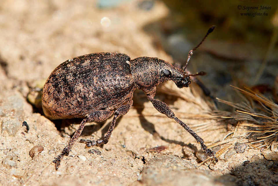 Liophloeus tessulatus - kockás barabolyormányos