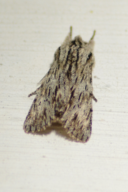 Asteroscopus sphinx - csillagnéző bundásbagoly