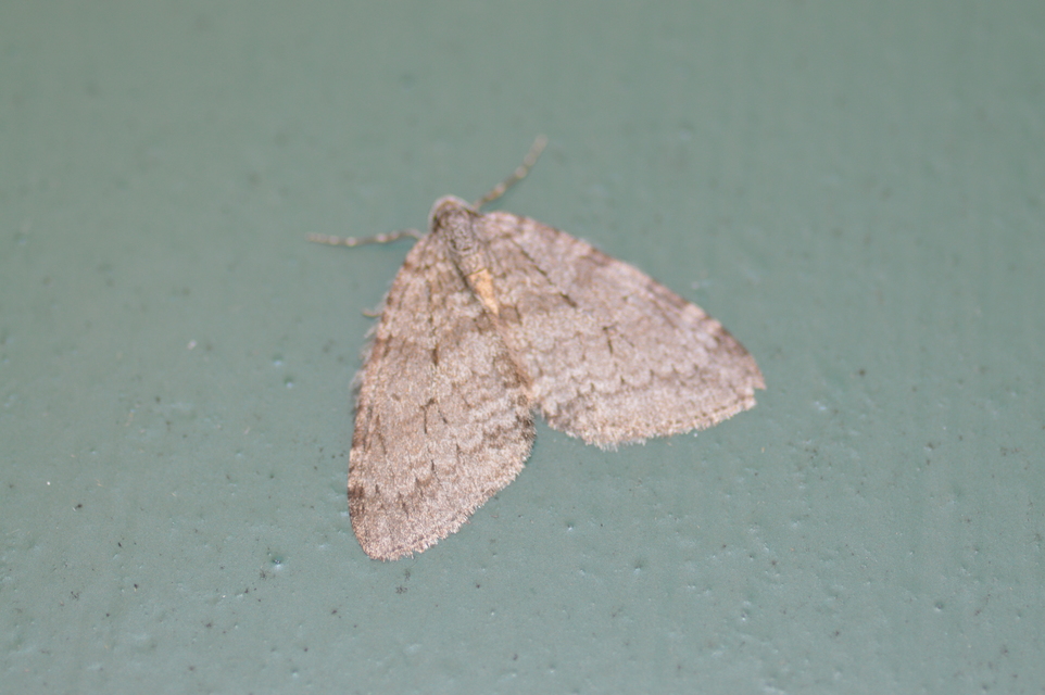 Epirrita christyi/dilutata