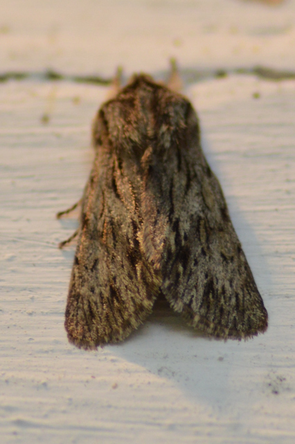 Asteroscopus sphinx - csillagnéző bundásbagoly