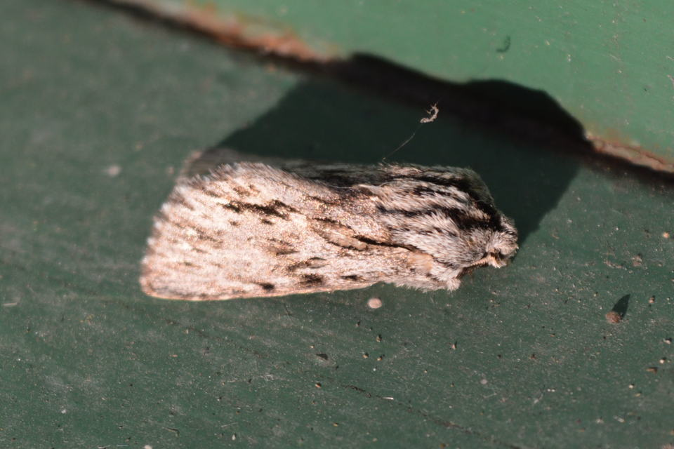 Asteroscopus sphinx - csillagnéző bundásbagoly
