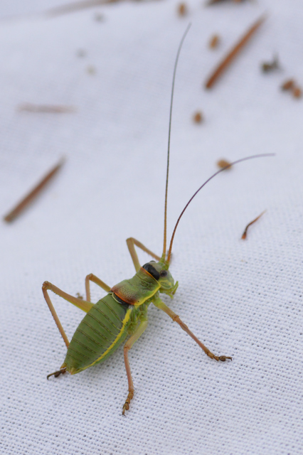 Ephippiger ephippiger - nyergesszöcske