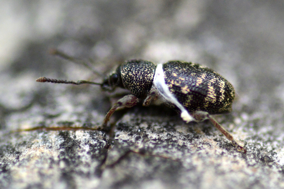 Otiorhynchus fullo - aranypikkelyes gyalogormányos