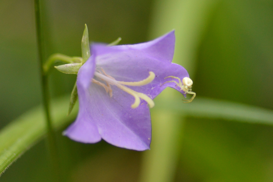 Misumena vatia - viráglakó karolópók