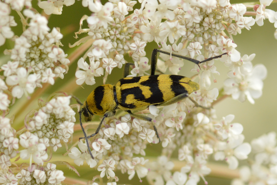 Chlorophorus varius - díszes darázscincér