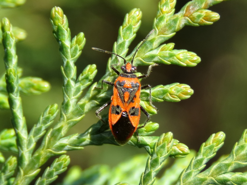 Corizus hyoscyami - piros karimáspoloska