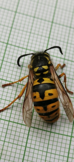Vespula germanica - német darázs