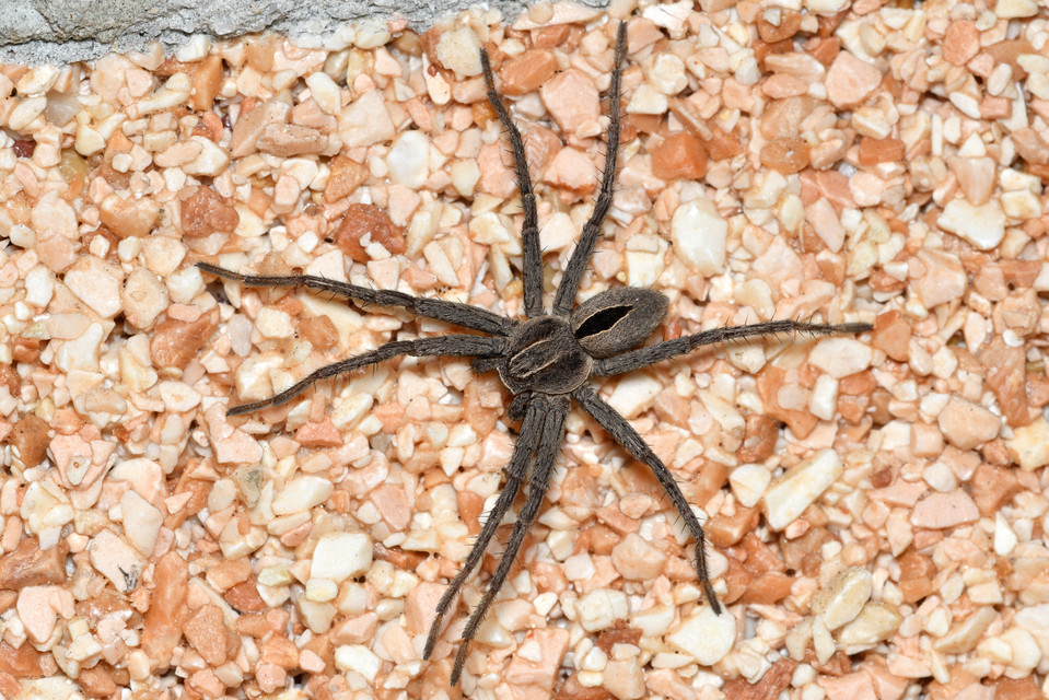 Thanatus formicinus - bársonysávos karolópók