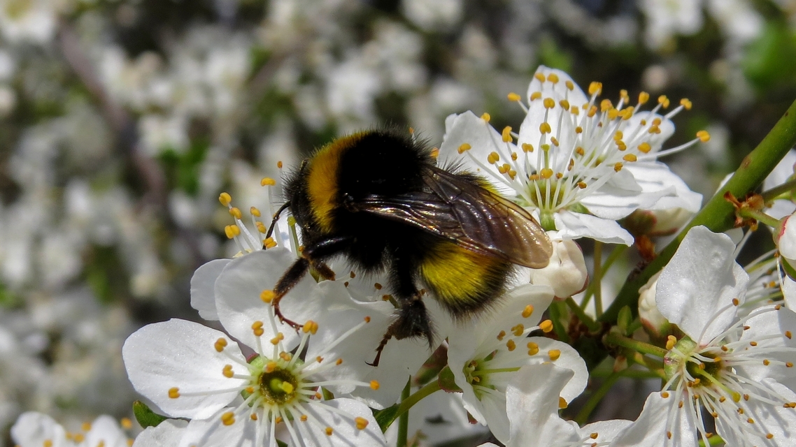 Bombus haematurus - mediterrán poszméh
