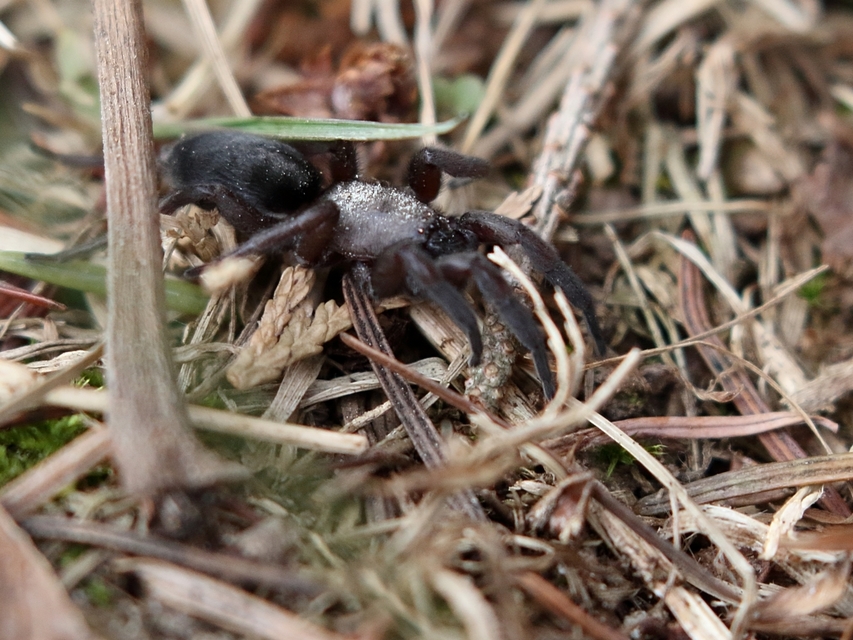 Scotophaeus